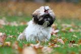 SHIH TZU 121